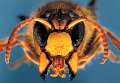 Vespa crabro